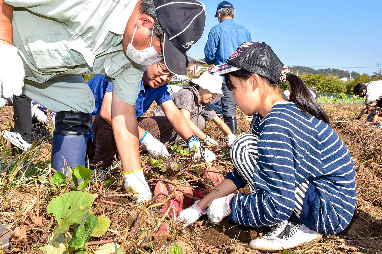 11月3日 荻野地区 親子イモ掘り体験の写真