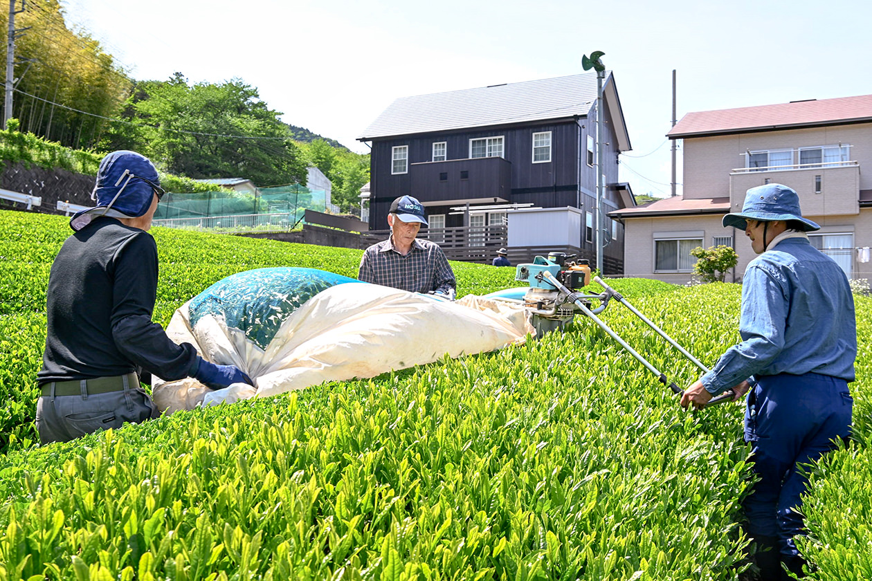 一番茶の摘採を行う同支援部の写真
