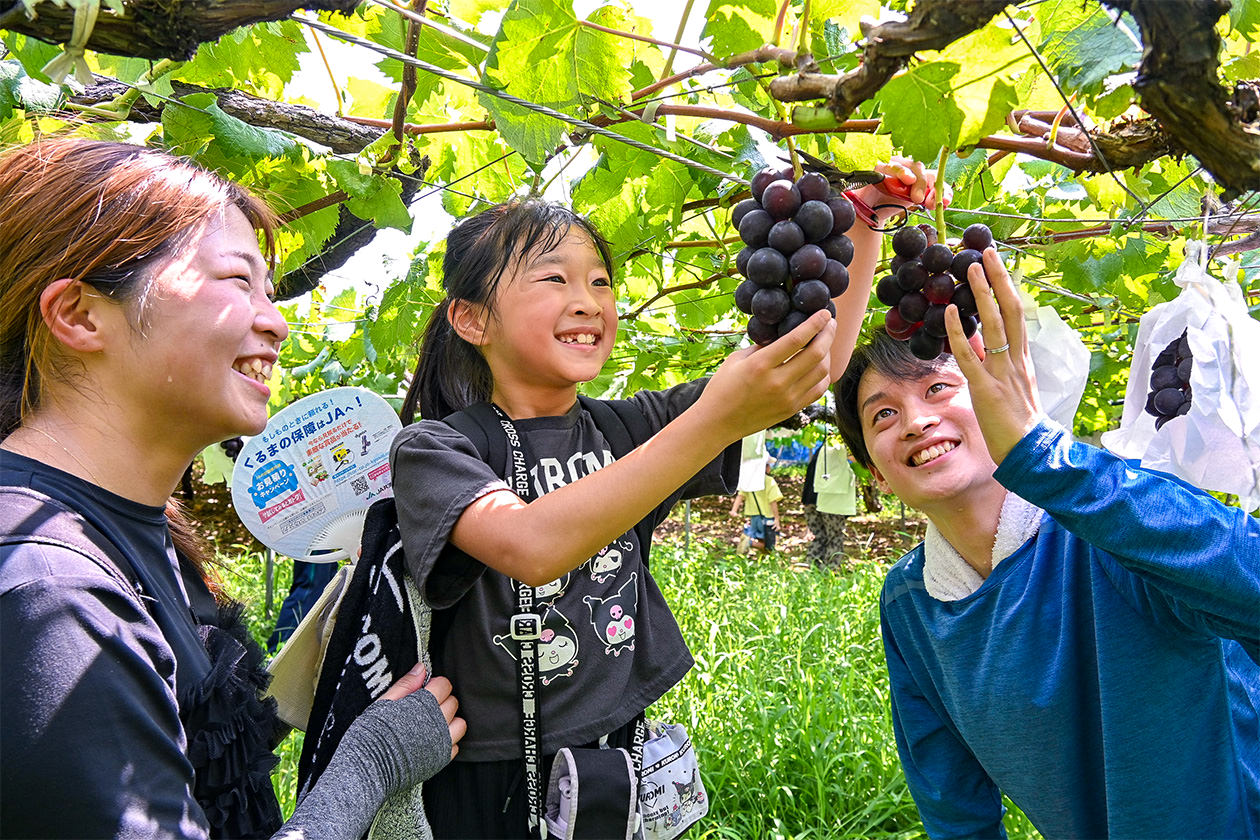 生産者と一緒にブドウを収穫する大西さん親子