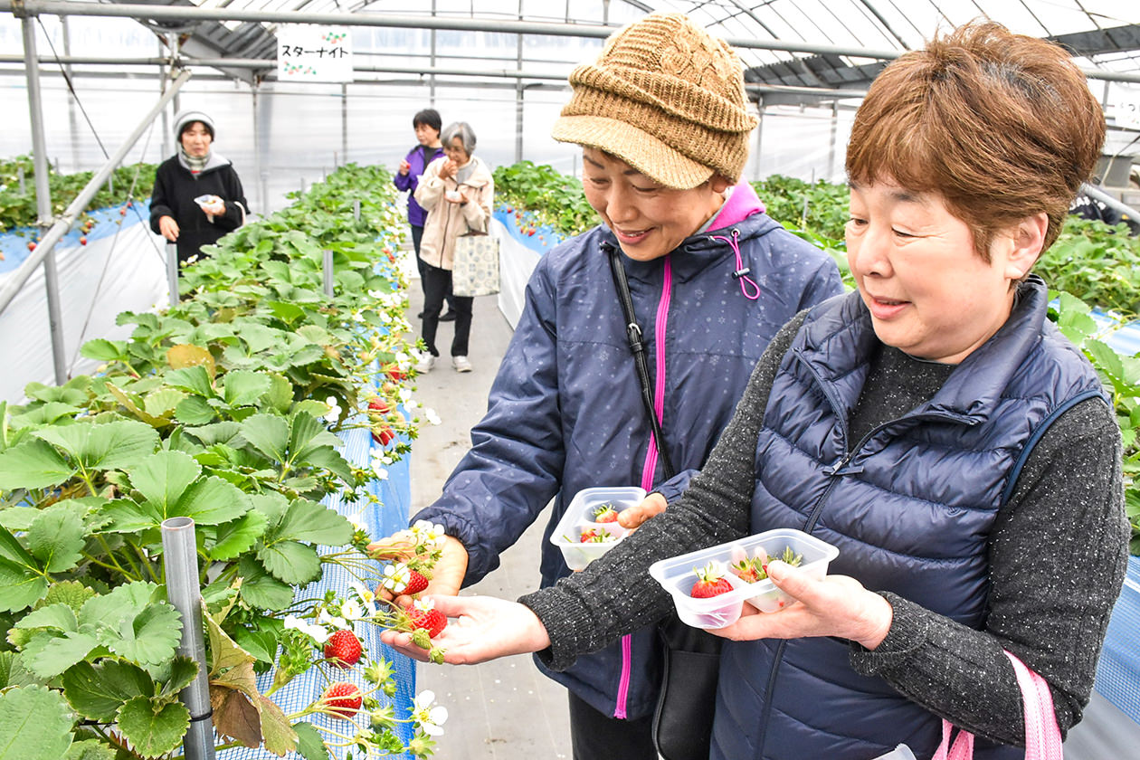 イチゴ狩りを楽しむ部員の写真