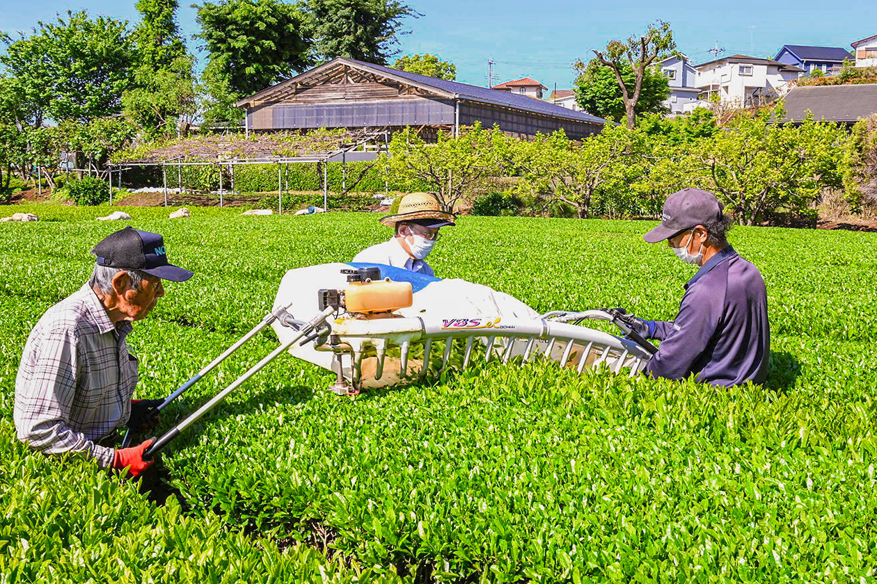 一番茶の摘採を行うチャピュア清川支援部の写真