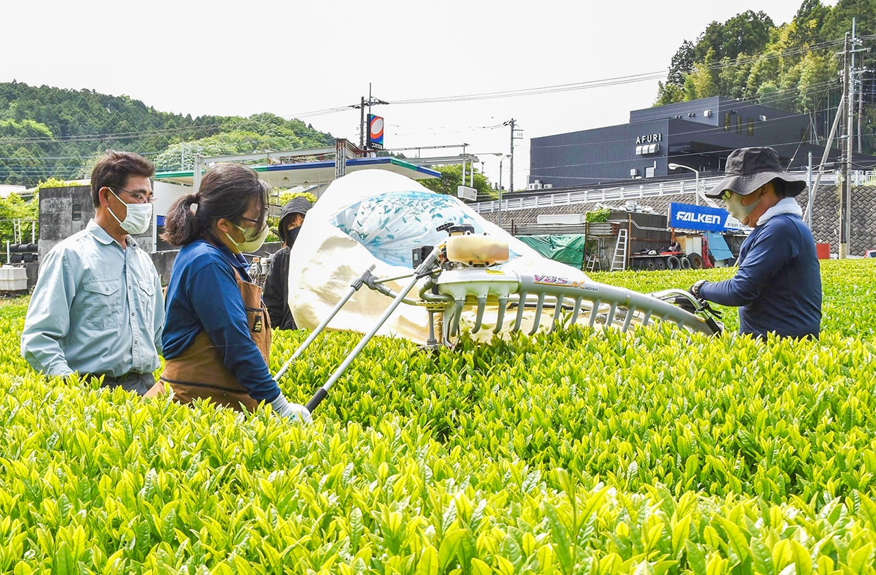 茶の刈り取り作業を行う塾生の写真