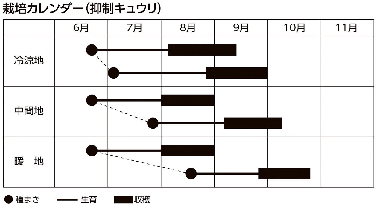 栽培カレンダー(抑制キュウリ)