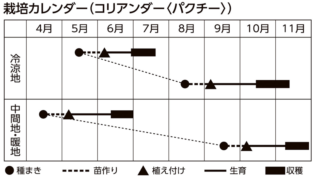 栽培カレンダー(コリアンダー)