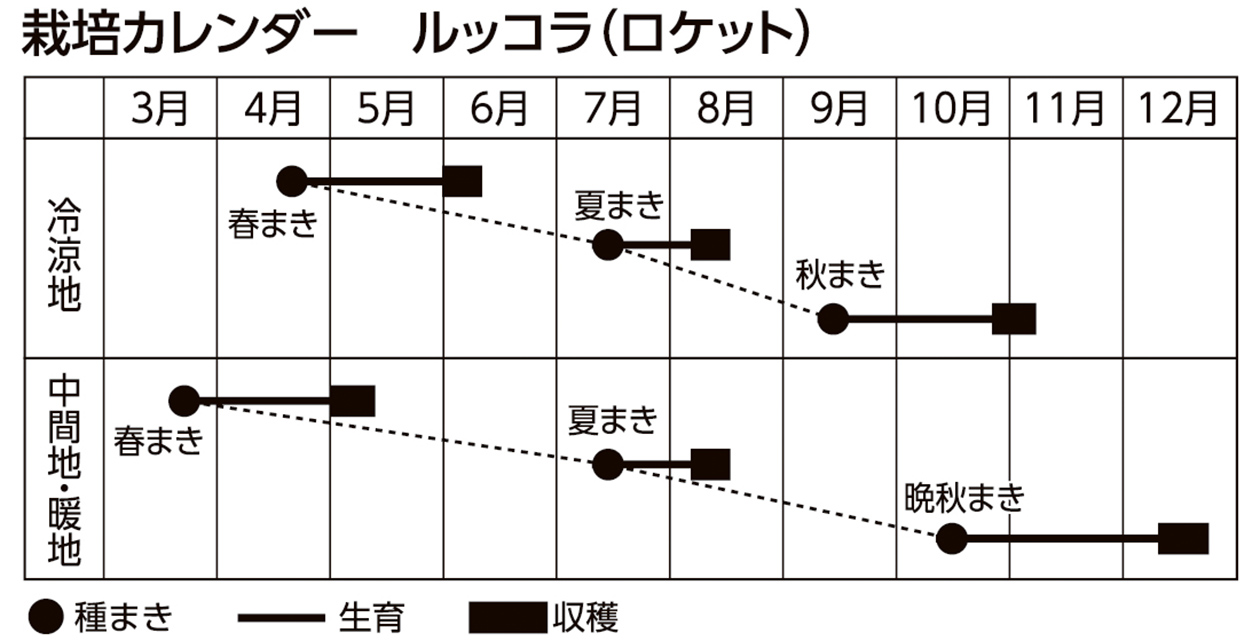 栽培カレンダー(コリアンダー)