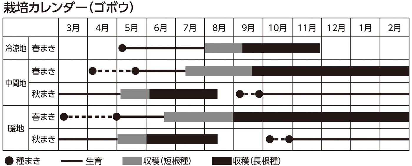 栽培カレンダー(ゴボウ)