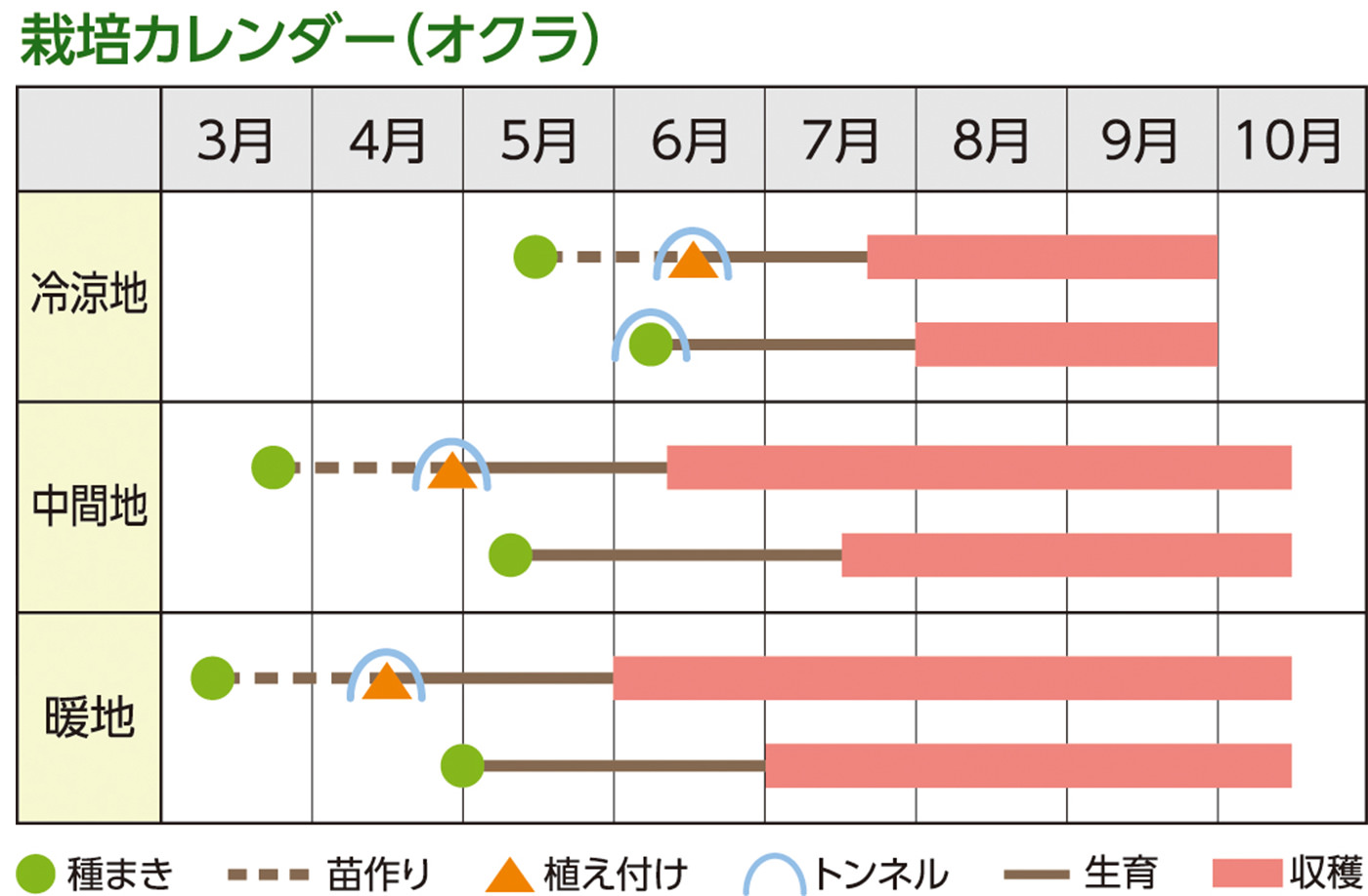 栽培カレンダー（オクラ）