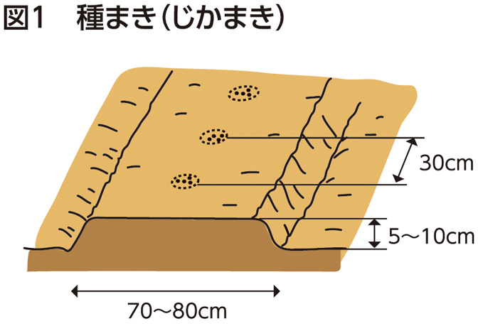 図1 種まき（じかまき）