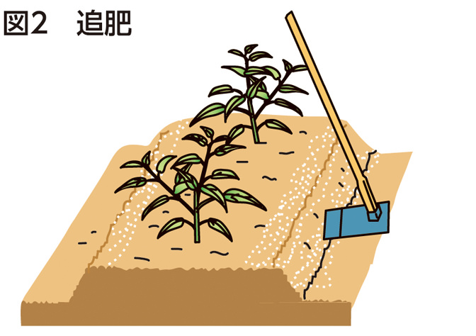 図2　追肥