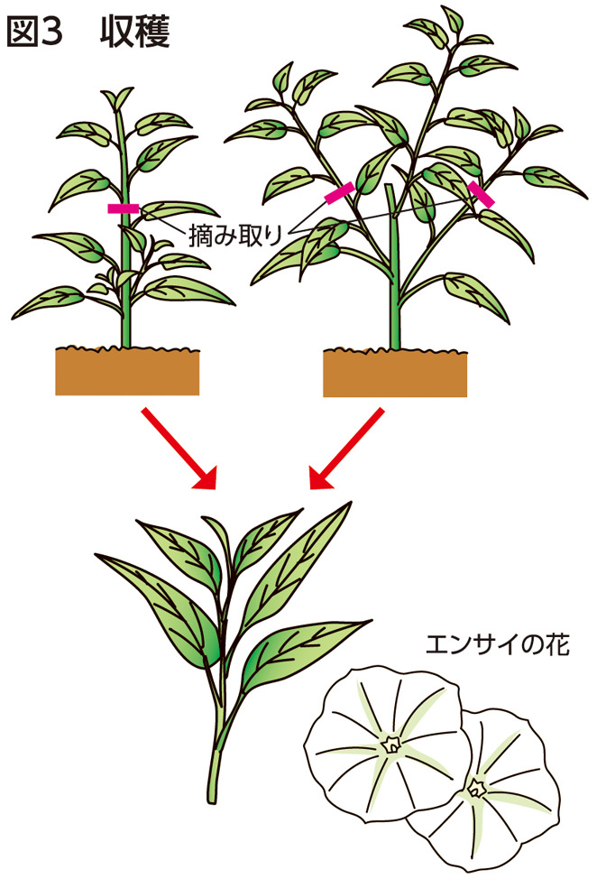 図3　収穫