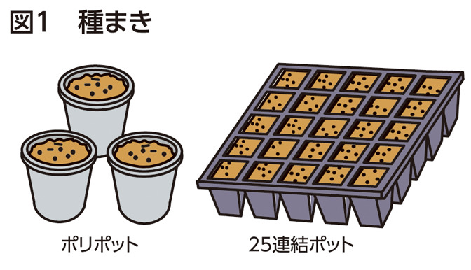 図1 種まき