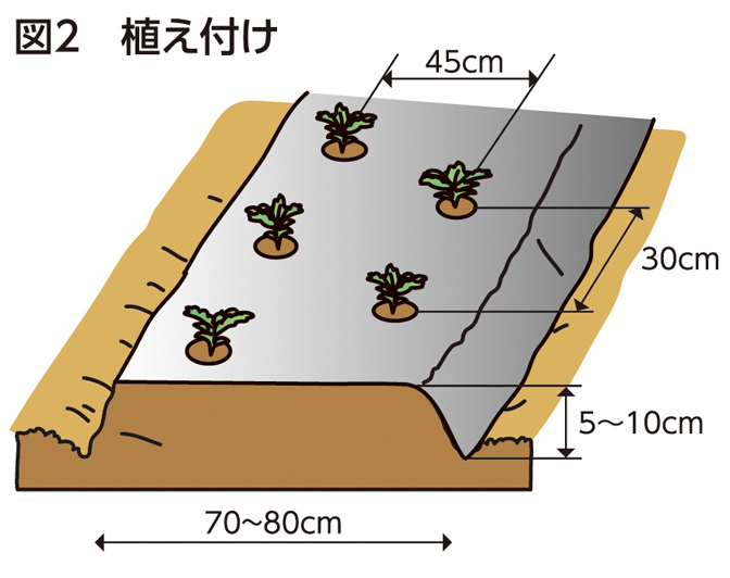 図2 植え付け