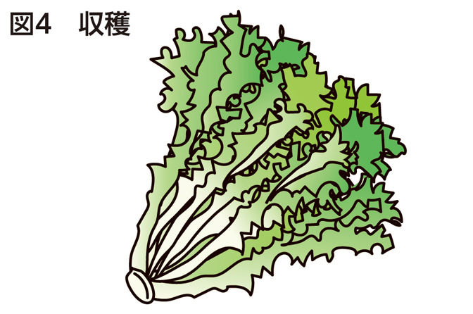 図4 収穫