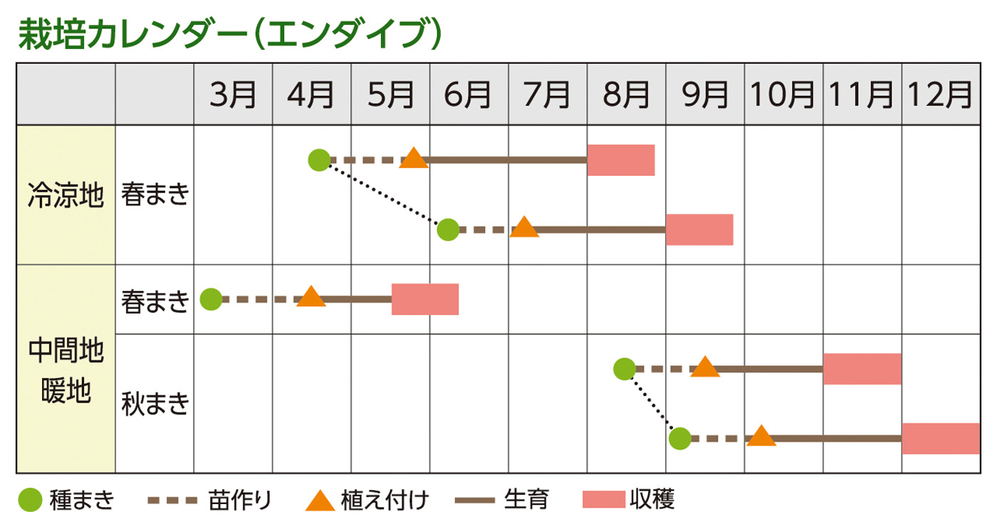 栽培カレンダー（エンダイブ）