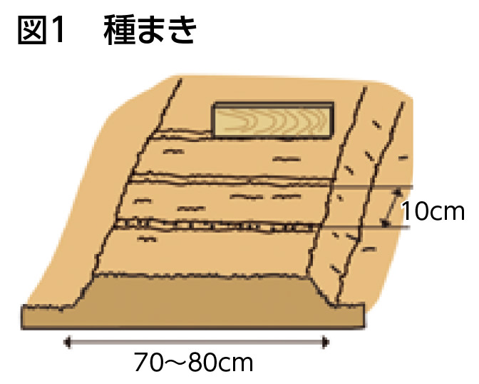 図1 種まき