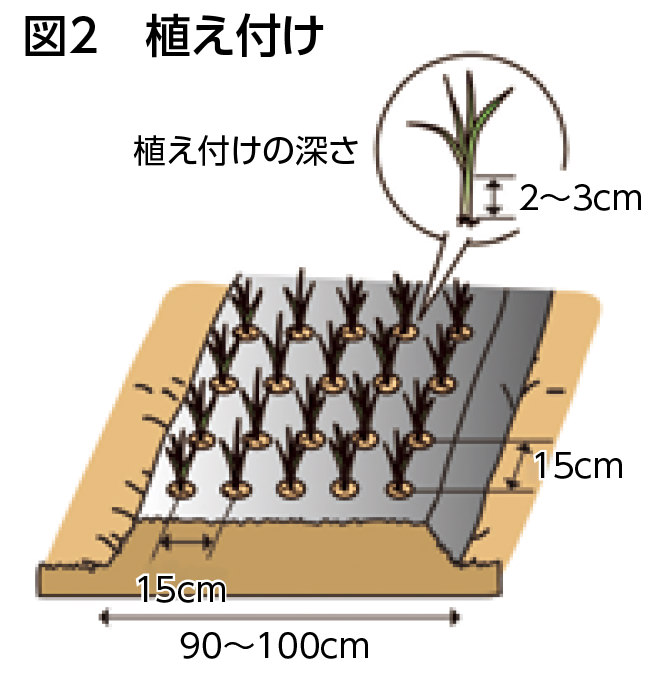 図2 植え付け
