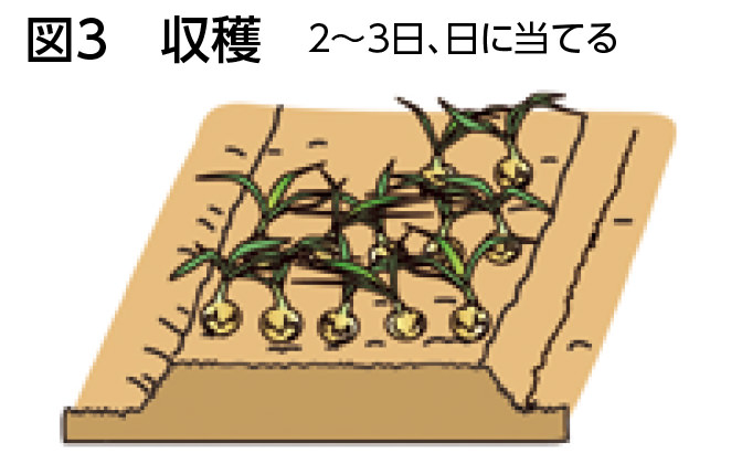 図3 収穫