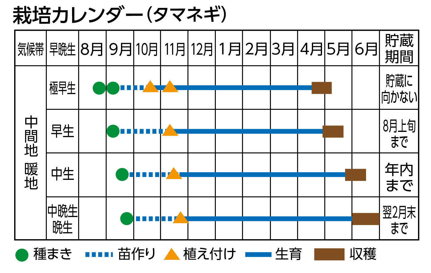 栽培カレンダー（タマネギ）