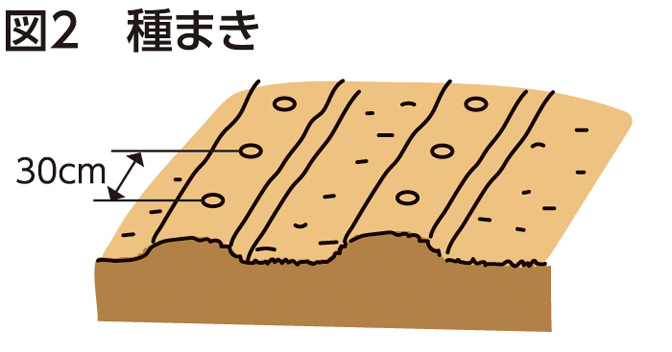 図2 種まき