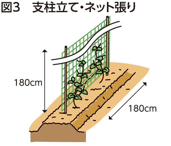 図3 支柱立て・ネット張り
