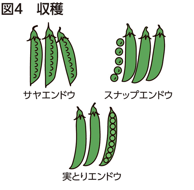 図4 収穫