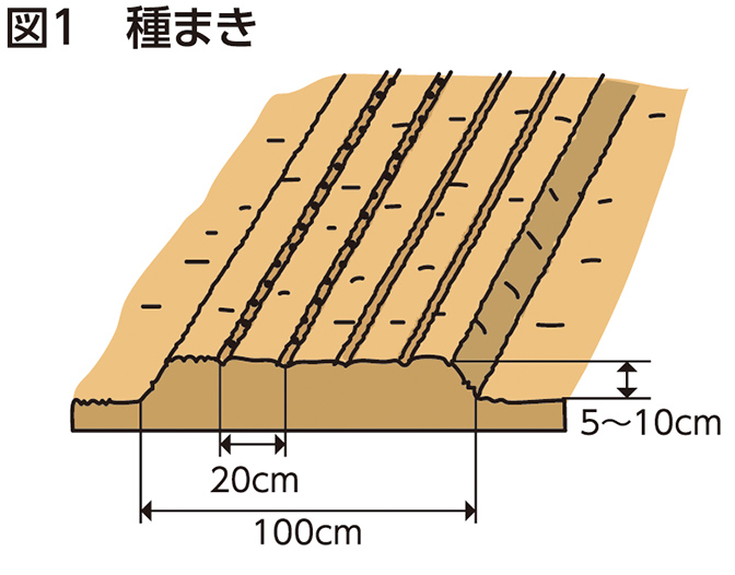 図1 種まき