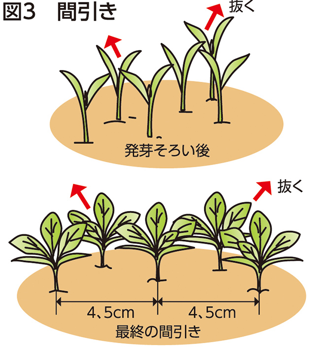 図3 間引き