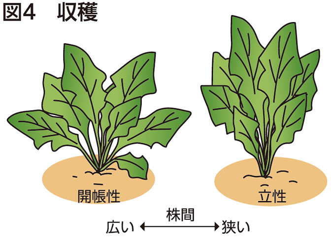 図4 収穫