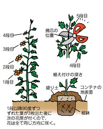 ミニトマト 手軽にできる有機ベランダ栽培 Jaあつぎ