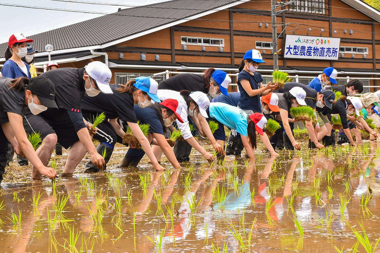 田植え作業を行う参加者の写真