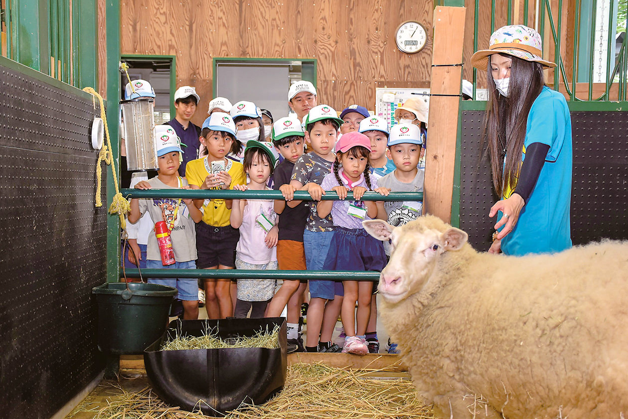 羊を興味深々に観察するスクール生の写真