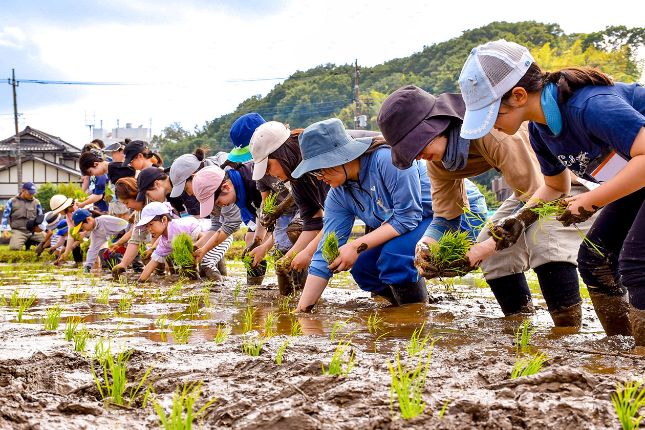 田植え作業を進める参加者らの写真