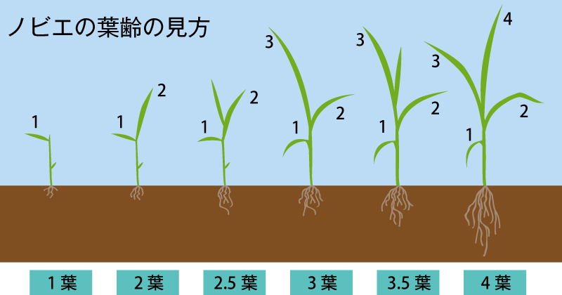 水稲の除草剤 中後期剤 の上手な使い方 営農通信 Jaあつぎ