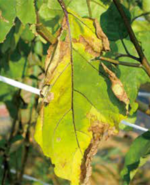 半身萎凋病を発症したナスの葉
