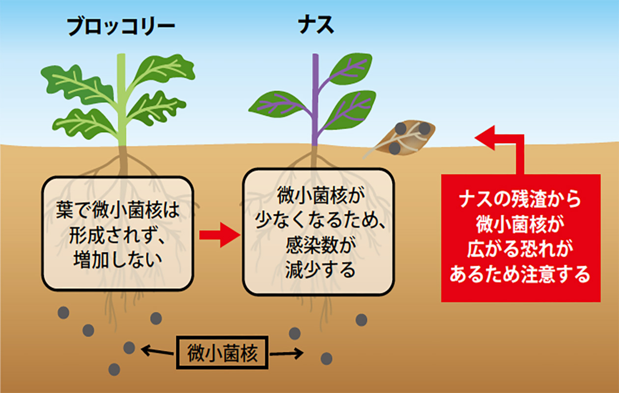 【ブロッコリーの発病抑制の仕組み】