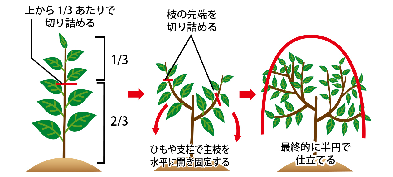 太陽熱消毒のイメージ図