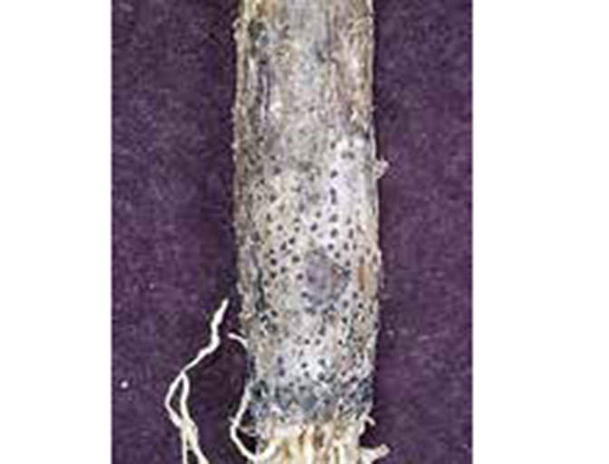 重症化：地際部が腐敗し、ゴマ状の菌核粒が形成