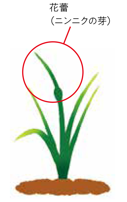 花蕾（ニンニクの芽）