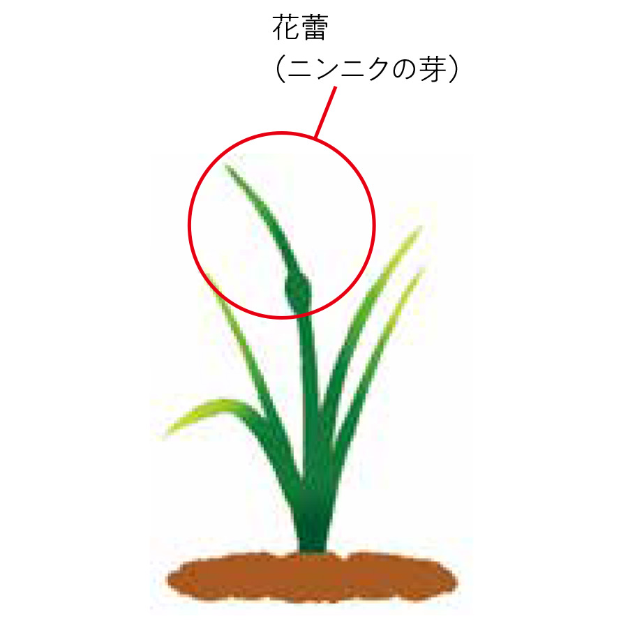花蕾（ニンニクの芽）