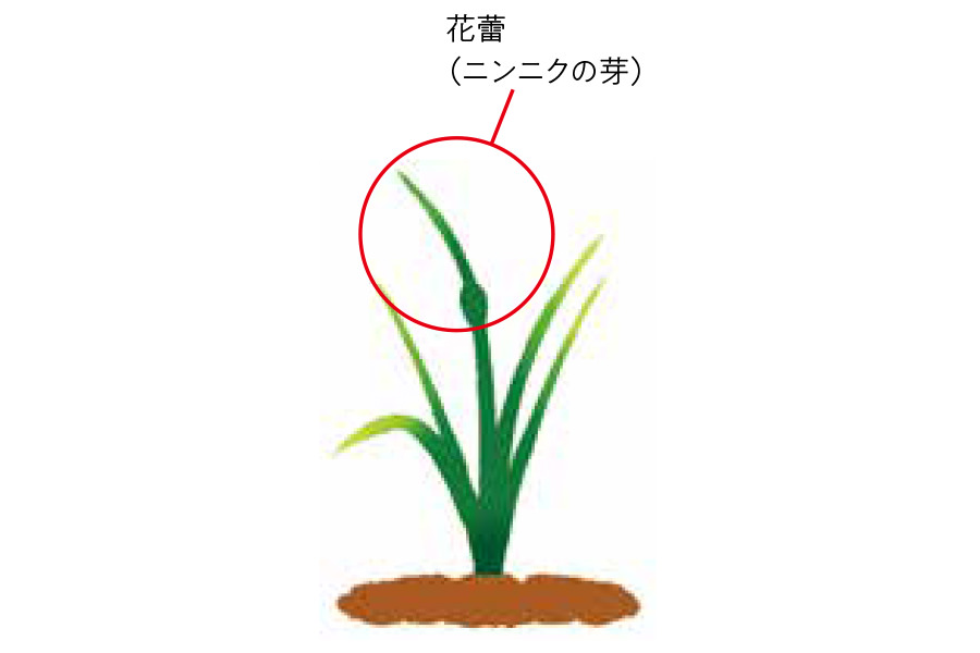 ニンニク栽培の重点ポイント