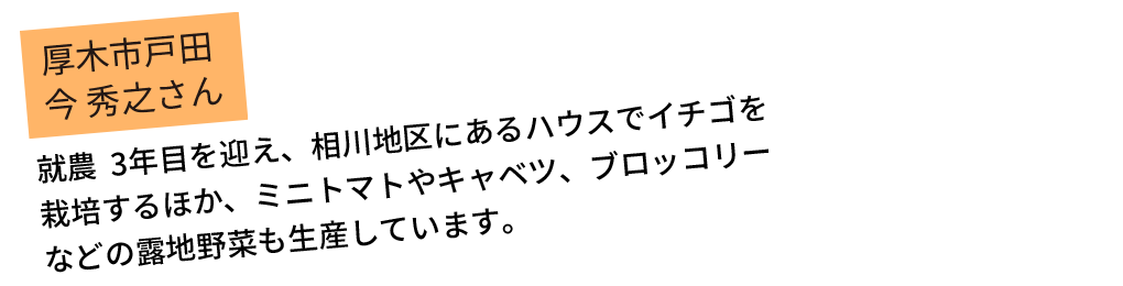 厚木市戸田 今 秀之さん。就農3年目を迎え、相川地区にあるハウスでイチゴを栽培するほか、ミニトマトやキャベツ、ブロッコリーなどの露地野菜も生産しています。