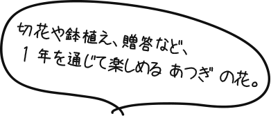 切花や鉢植え、贈答など、1年を通じて楽しめる、あつぎの花。