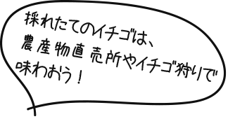 採れたてのイチゴは、農産物直売所やイチゴ狩りで味わおう！