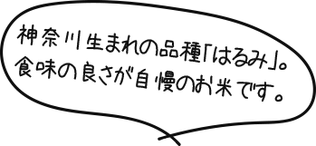 神奈川生まれの品種「はるみ」。食味の良さが自慢のお米です。