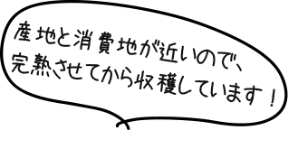 産地と消費地が近いので、完熟させてから収穫しています。